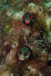 Two Blennies checking me out.
It took me a while to take... by Martin Van Gestel 